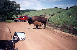 baby buffalo.jpg (104294 bytes)