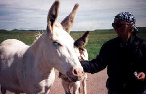 feed the mules.jpg (80245 bytes)