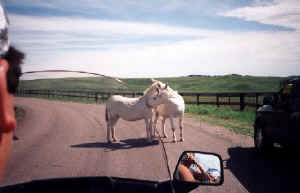 mules.jpg (80488 bytes)